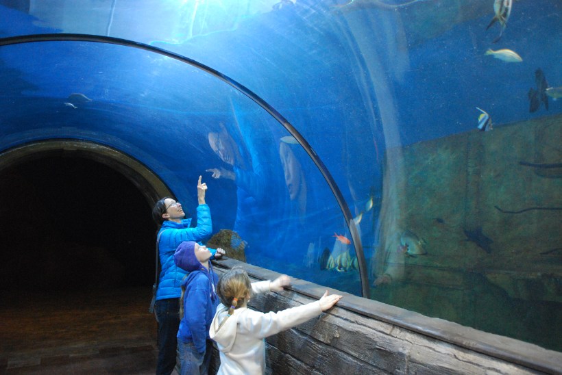 My favorite - walking through a big tunnel with sharks, sting rays and lots of cool fish.