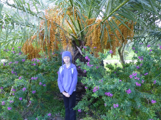 I love the palm tree berries!  And I can't get over all the blooming flowers.  There are annuals all over that I can only grow for 3 months in Iowa - calendula, African daisy and dianthus, to name a few.