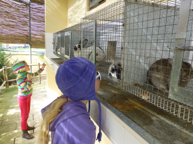 The girls loved the rabbits.  So did I!  There may be a rabbit in our future...