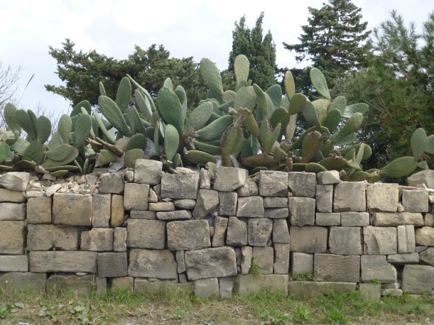 After lunch, we walked back to the park.  There are huge prickly pear bushes like this growing all over the country side.  They are amazing!
