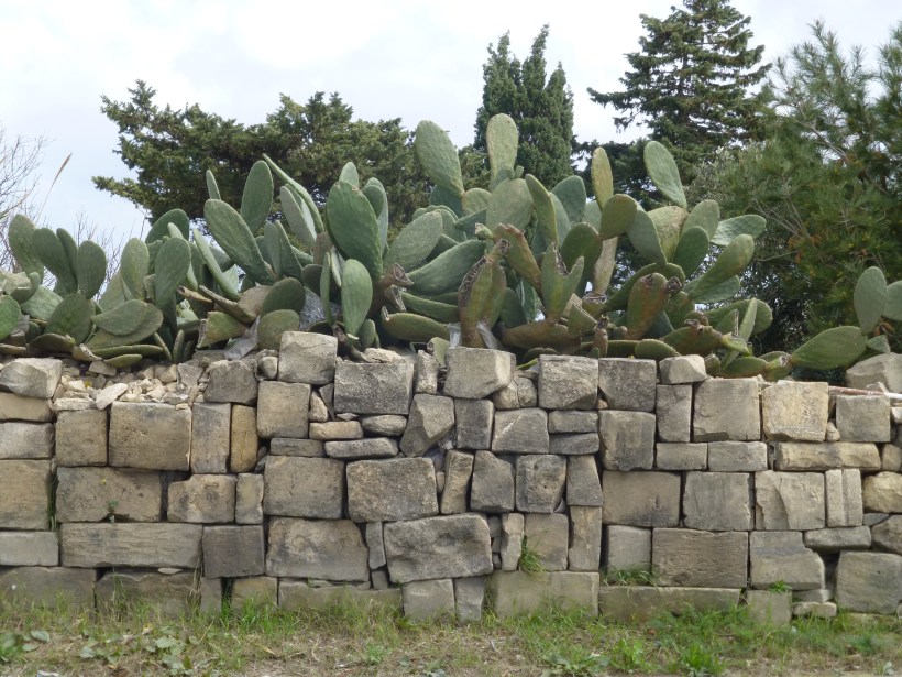 After lunch, we walked back to the park.  There are huge prickly pear bushes like this growing all over the country side.  They are amazing!