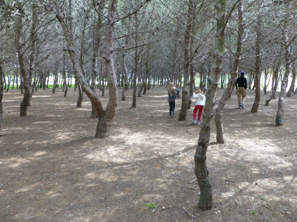 Walking through the enchanted forest.