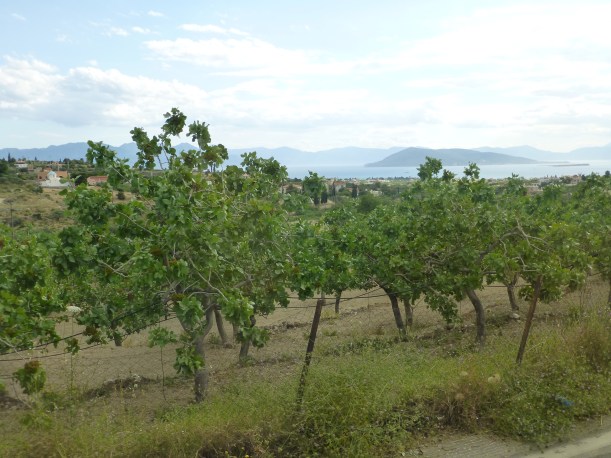 Pistachio trees!  Aegina is known for its pistachio groves.  I love pistachios so I bought 3 bags of local nuts that I might share.  :)