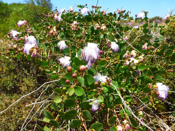 Caper plants!  They are so cool.  The flower is pretty unique and it's fun to see the buds that are picked and pickled to become capers.  The plants really like the salty, windy, rocky ledges.