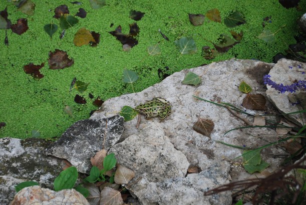 Finding lots of wildlife around. 