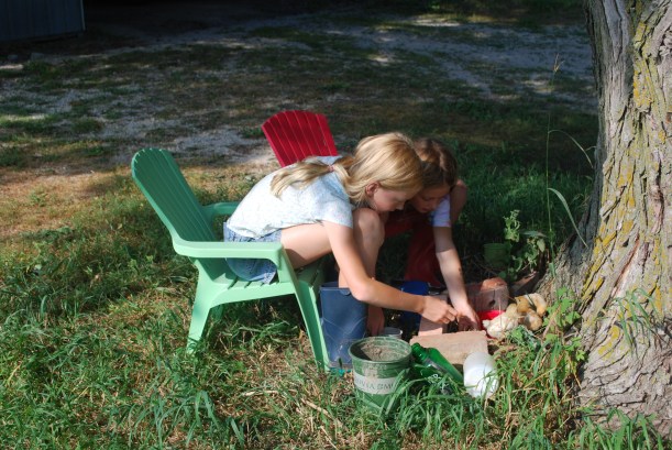 Hanging out with baby chicks.
