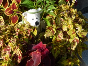 A polar bear in the coleus - an unusual habitat.