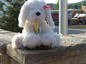 Puppy having a cheese stick snack.