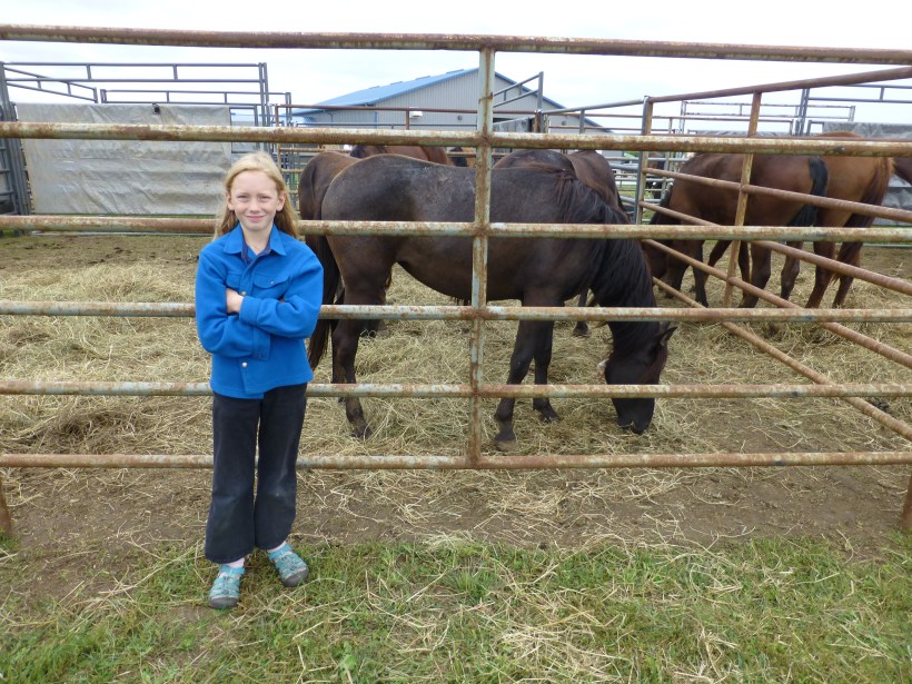 There was a wild horse and burro adoption event in Decorah. The Bureau of Land Management rounds up thousands of horses every year and tries to adopt out some of them around the country. They made a stop in Decorah and we just had to go up and see the wild mustangs. And actually, I think the burros were our favorite. They were adorable!