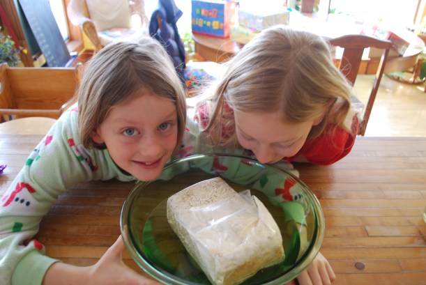 We got a mushroom mini farm to grow mushrooms right out of a box. But first we had to soak the medium. More photos of our 'shrooms to come! And I'm the only one that likes mushrooms, so they'll all be mine!