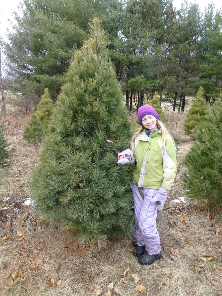 Picking out our Christmas tree at Oneota Slopes farm, run by our friends the Johnsons.  It sure is a beautiful place to walk around looking for a tree.  And there are so many lovely trees to choose from!