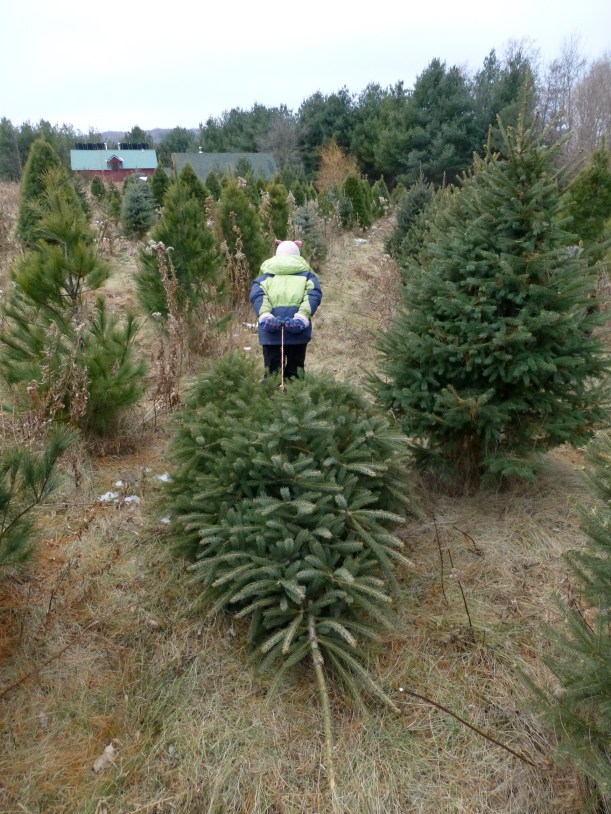 That's our tree. :) Lily dragged it the whole way back.