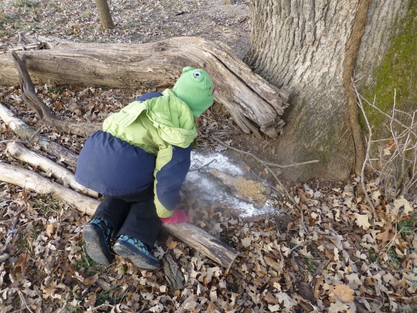 We made treats for the little animals this year.  We put peanut butter and bird seed on pieces of bark and checked on them everyday.  The white stuff is flour (since we didn't have snow) so that we could see any footprints.  The food didn't last long and there were lots of interesting prints!