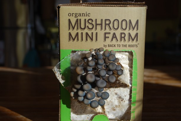 Remember the mushrooms I started earlier in January?  Here they are, popping out of the box.  
