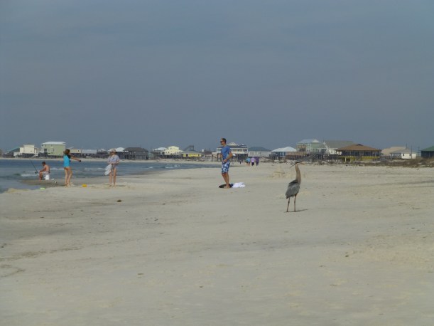 A view of the beach - check out the Great Blue Heron! It was very used to people and it was fun to see it up close. The beak on that bird is terrifying!