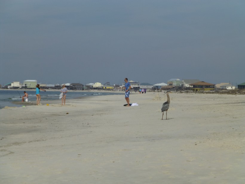 A view of the beach - check out the Great Blue Heron! It was very used to people and it was fun to see it up close. The beak on that bird is terrifying!