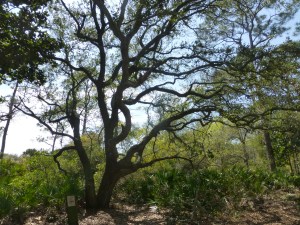...and live oak trees. They were both so neat!