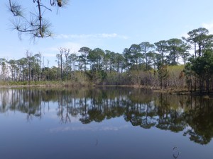 Freshwater lake full of turtles!