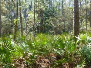 Quite a different understory than we are used to in Iowa!