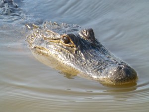 We saw one alligator that ate a hotdog off our guide's stick. :)