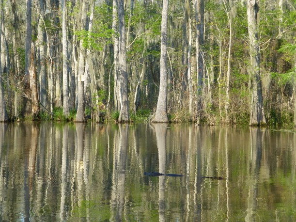 Cyprus trees and knees. 