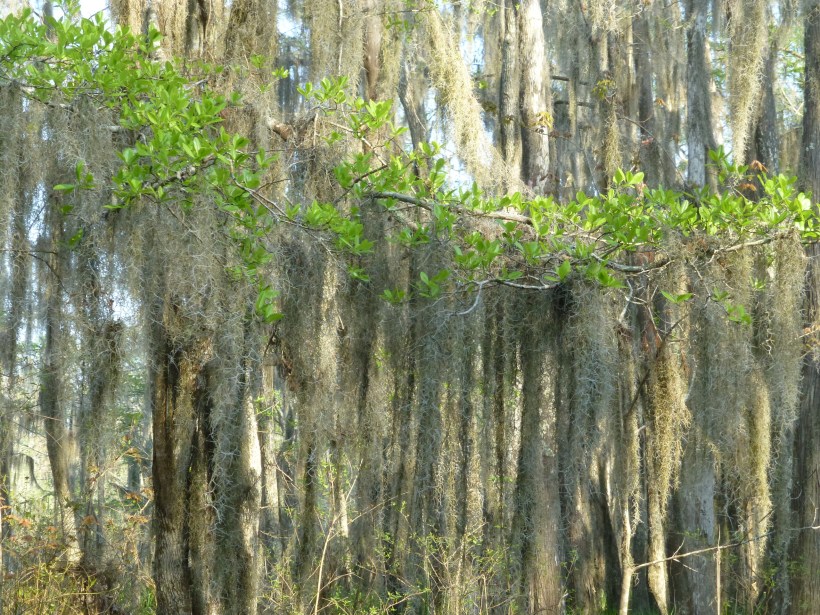 Moss hanging from all the trees.