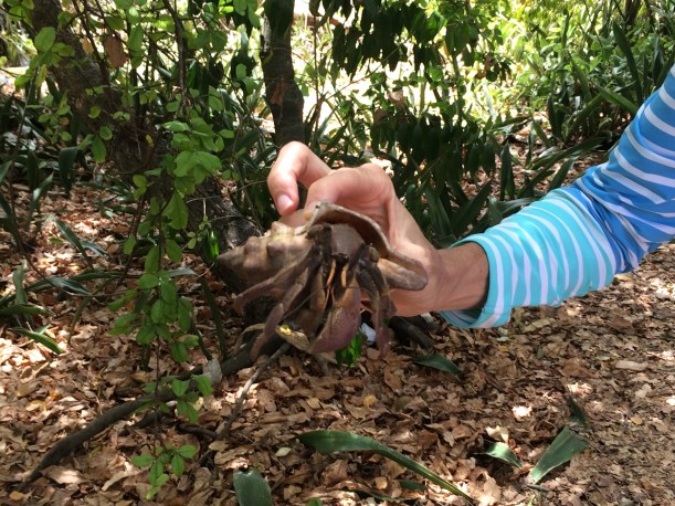 There were also GIANT land crabs! I thought that they were only in pet stores!