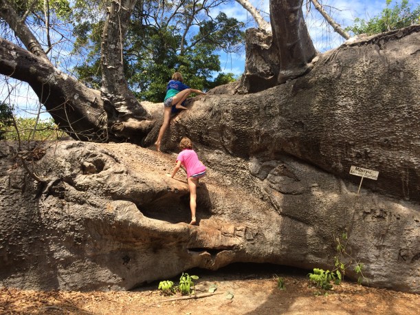 On Kwale Island, there is a GIANT baobab tree! We got to climb it. It had fallen over but part of it was still alive and growing upward.