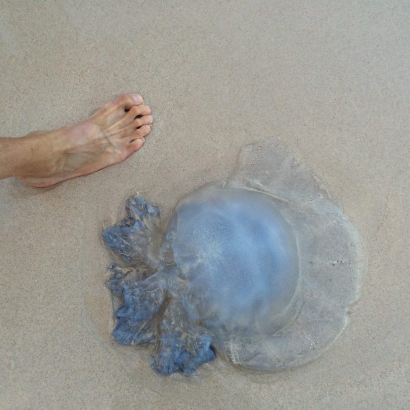 As we were walking along the beach, we saw this giant jellyfish! (Editors note: Jon has big feet, so this gives you an idea of how big the jellyfish was!)