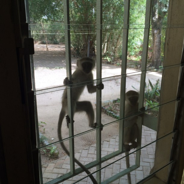 Here are some monkeys climbing on the bars of our windows. We like seeing the monkeys everywhere.