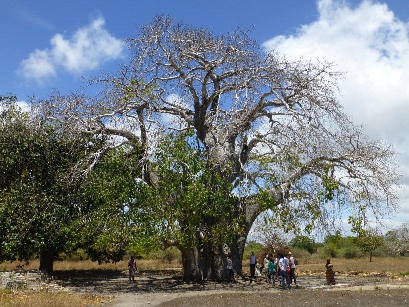 I love the baobab trees! They are so amazing. Right now they are losing their leaves to reduce the amount of water they lose through their leaves.
