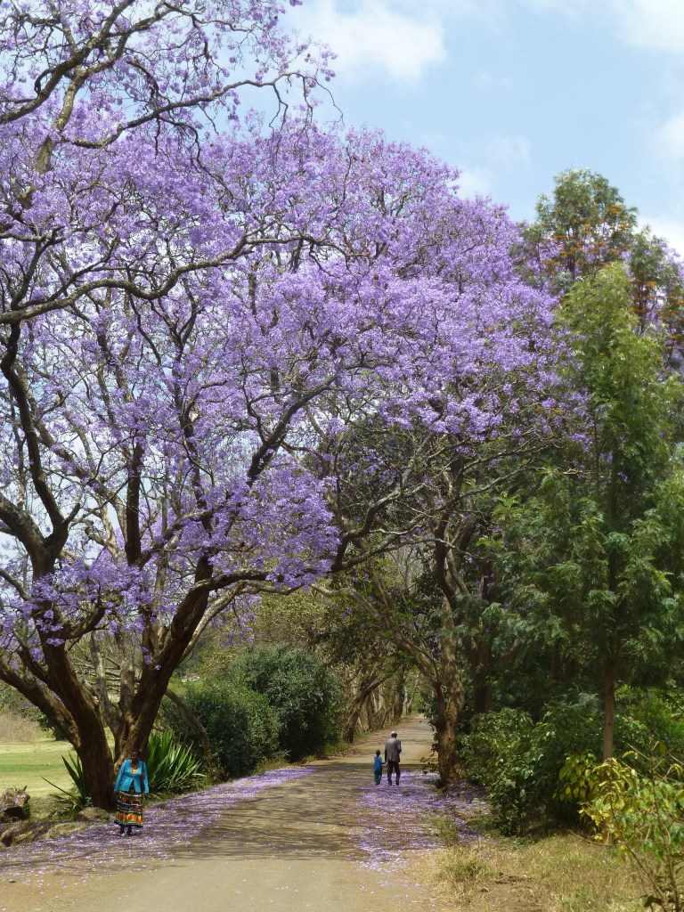 The jacaranda trees were blooming everywhere! Not only were they beautiful, they smelled wonderful as well! 