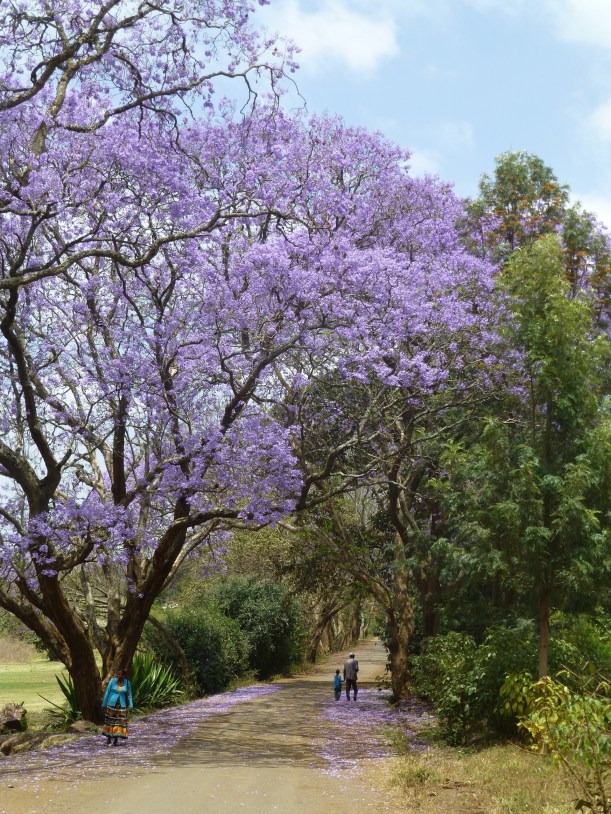 The jacaranda trees were blooming everywhere! Not only were they beautiful, they smelled wonderful as well! 