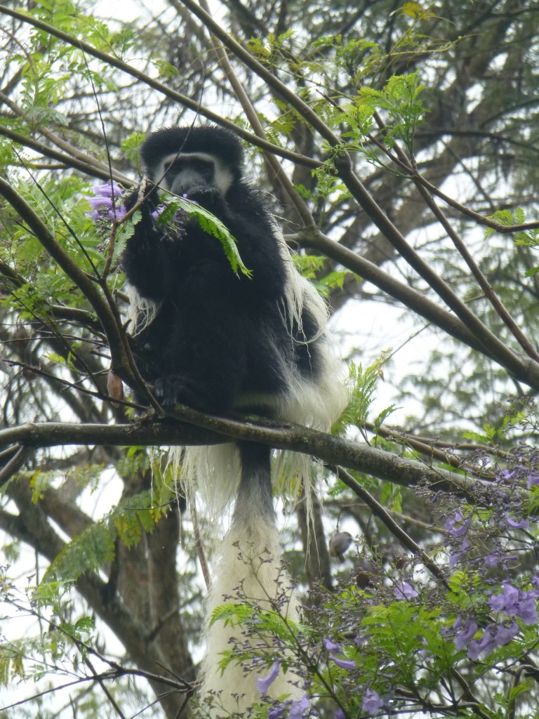 We spent one night at TCDC, non-profit retreat center. There we loved watching the black and white colobus monkeys up in the trees!