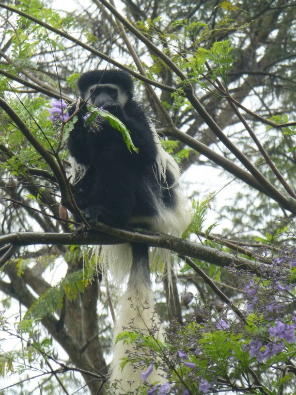 We spent one night at TCDC, non-profit retreat center. There we loved watching the black and white colobus monkeys up in the trees!