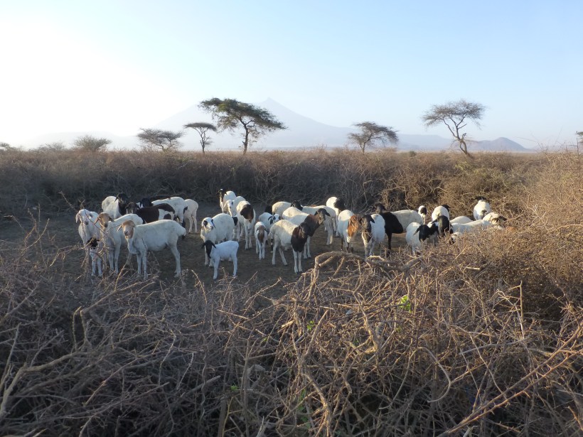 Goats inside the acacia tree fence, in the middle of a boma.