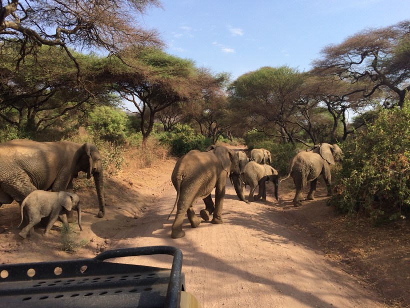 A little scary but so incredible! And the babies were TOO cute!