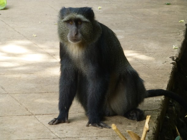 First animal we saw: blue monkeys at our picnic site. This one came over and grabbed food from Lily's lunch in a flash of a second!
