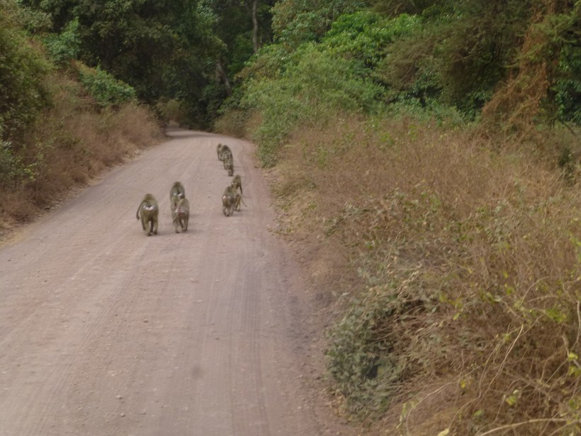 Lake Manyara is known for its many tribes of baboons.