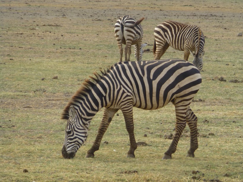 Sylvia loves the zebras. They are stocky little things that are more like donkeys than horses.