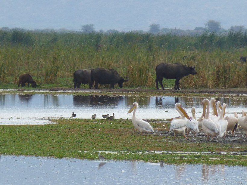 The buffalos are huge! And so cool. We saw many pelicans, flamingos and numerous shore birds, as well. There were also hippos in this pool, but we didn't get a good photo.