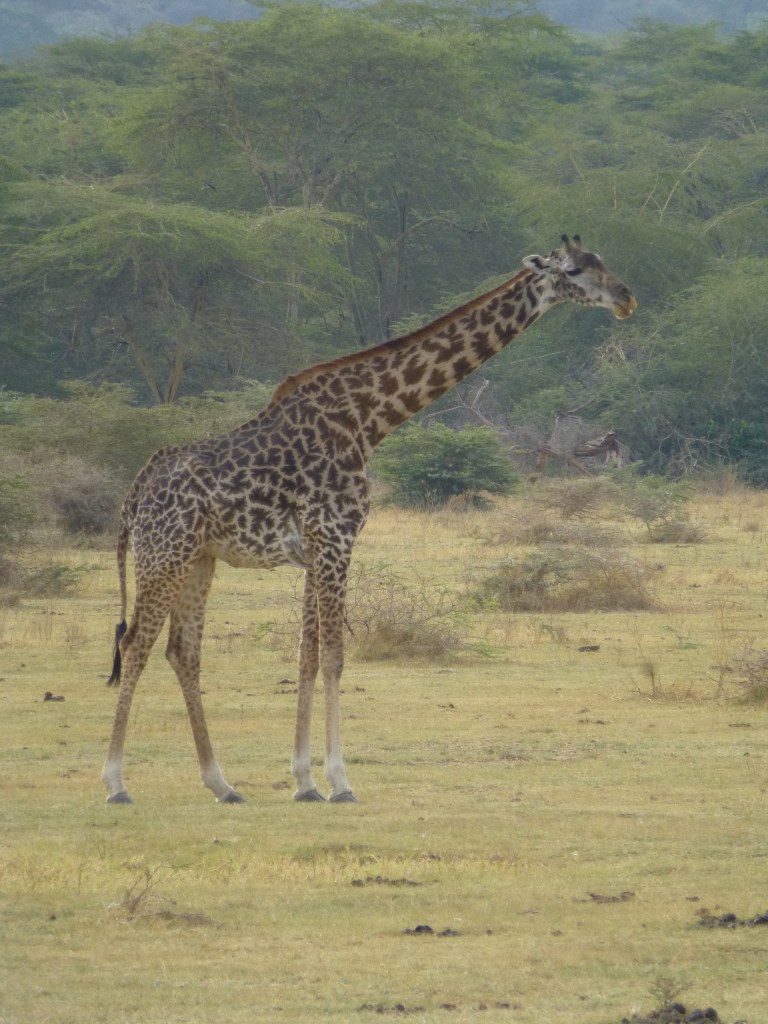 Ninapenda twiga!! I love giraffes!! They are so awesome. When they run they look like they're in slow motion. 