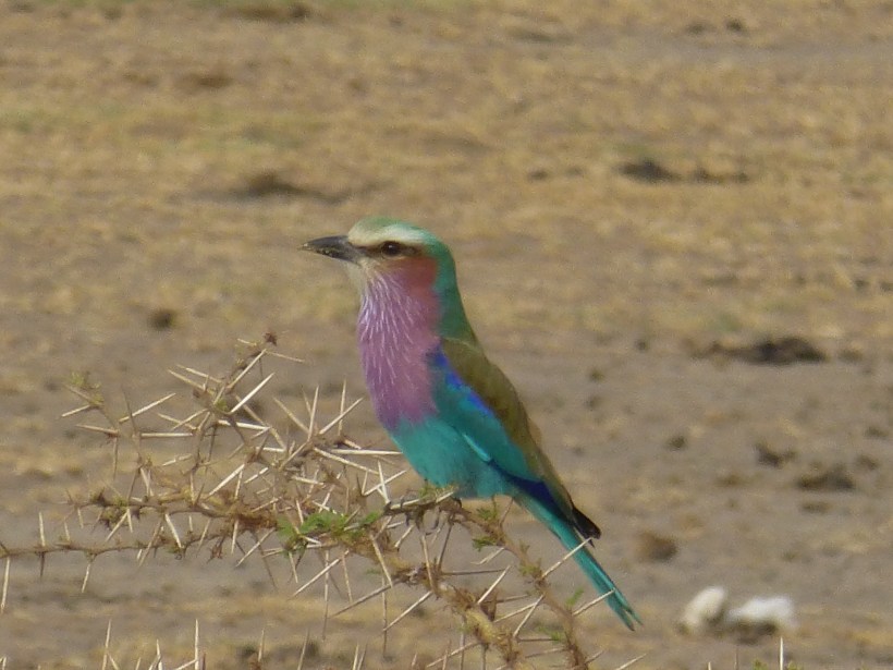 The Lilac-breasted Roller, a spectacular bird!