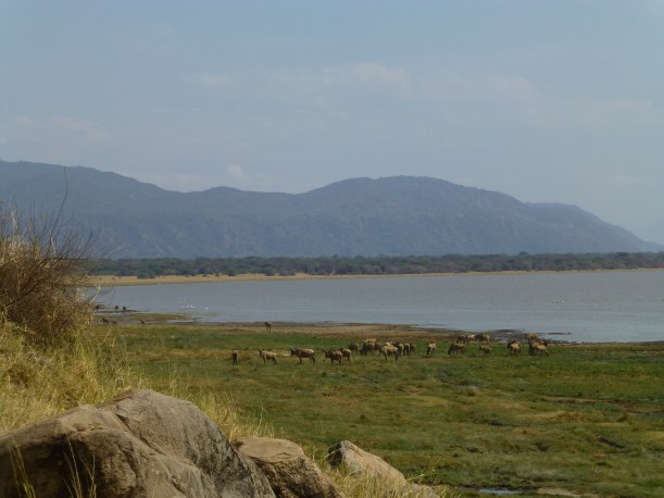 Lake Manyara. There were many, many birds, grazing animals and hippos!