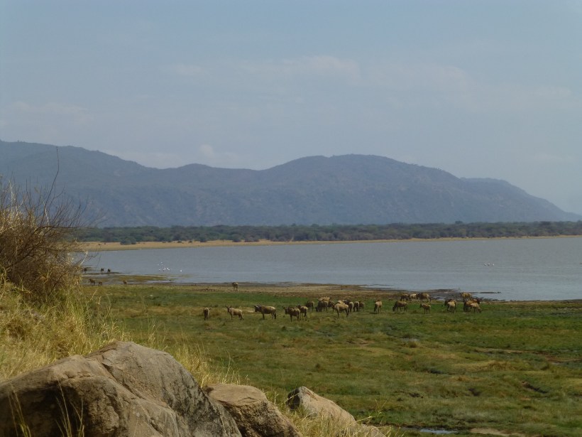 Lake Manyara. There were many, many birds, grazing animals and hippos!