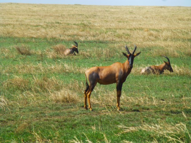 We learned all sorts of new animals, including this Hartebeest. There were so many new grazing animals to learn!