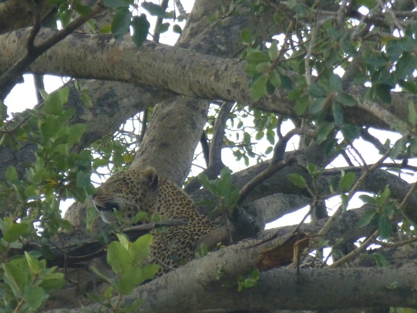 On our first day in the park, we were lucky to spot this leopard hanging out in the tree. 