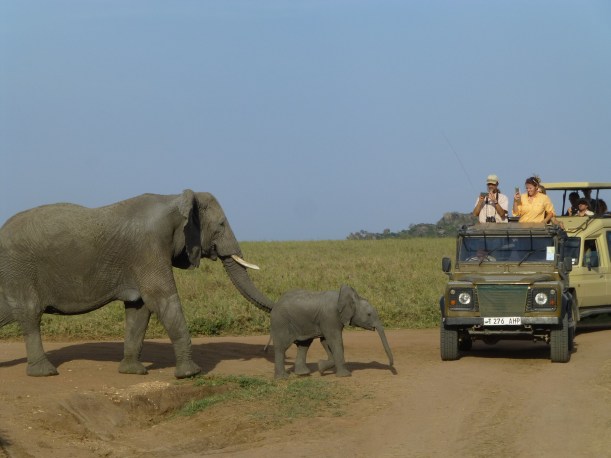 We just can't get over the elephants. We have more photos of elephants than anything else! But they are so incredible and the babies are beyond adorable.