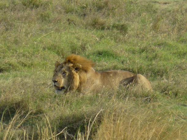 We also saw this male lion on the first day. After I took this photo, a young elephant scared him away! It was so cool to watch.