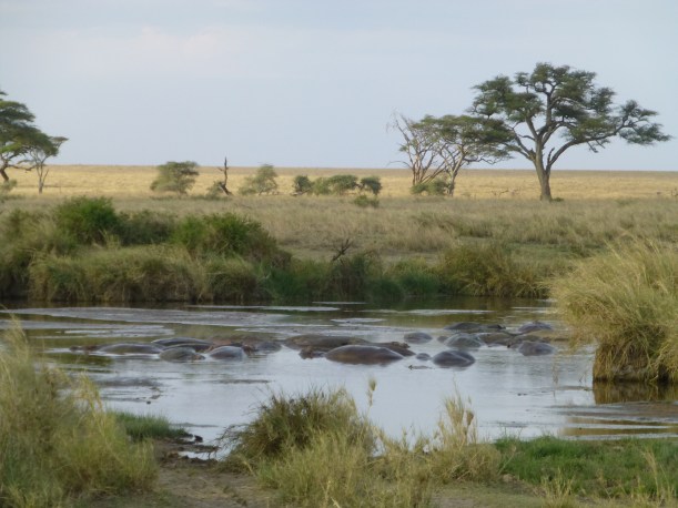 Hippo pool! Hippos are so cool! They just chill out in the water all day because the sun is bad for their skin. 